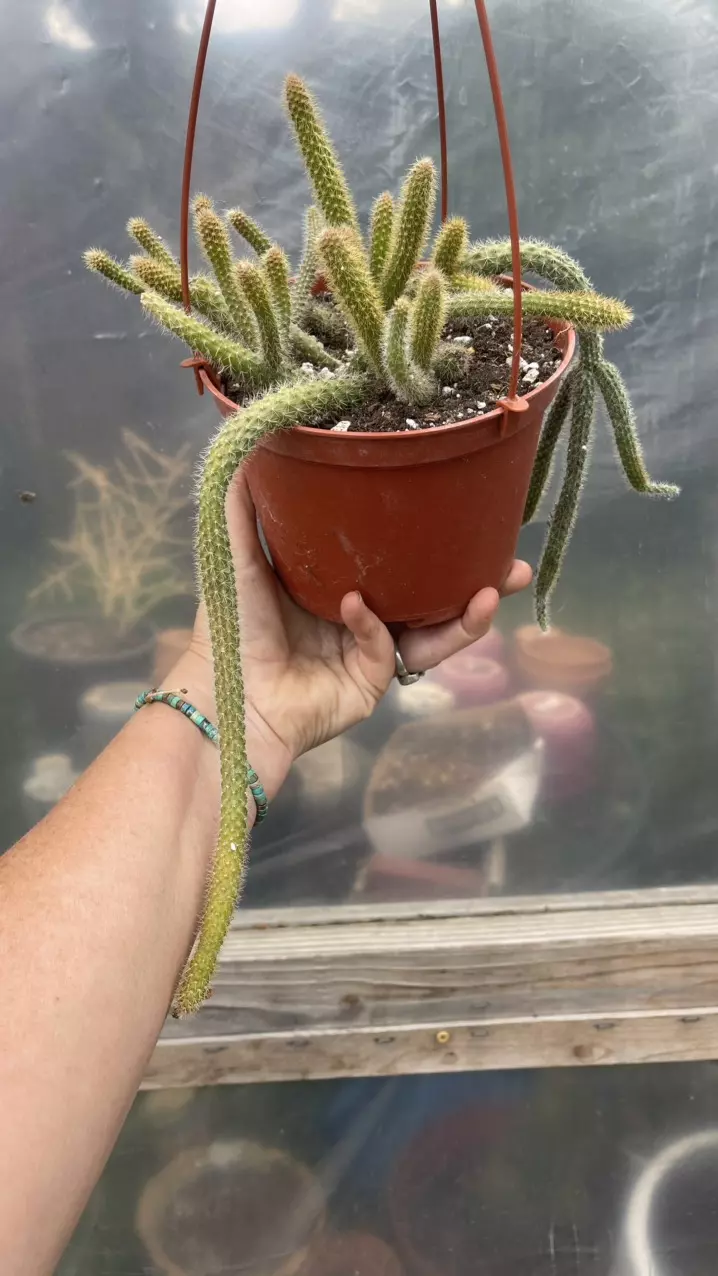 Aporophyllum Rat Tail 6” thumbnail