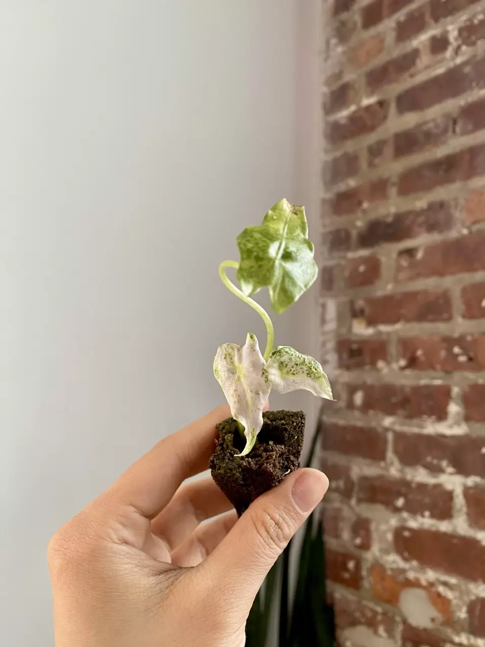 Alocasia Black Satun stardust var 8563 thumbnail