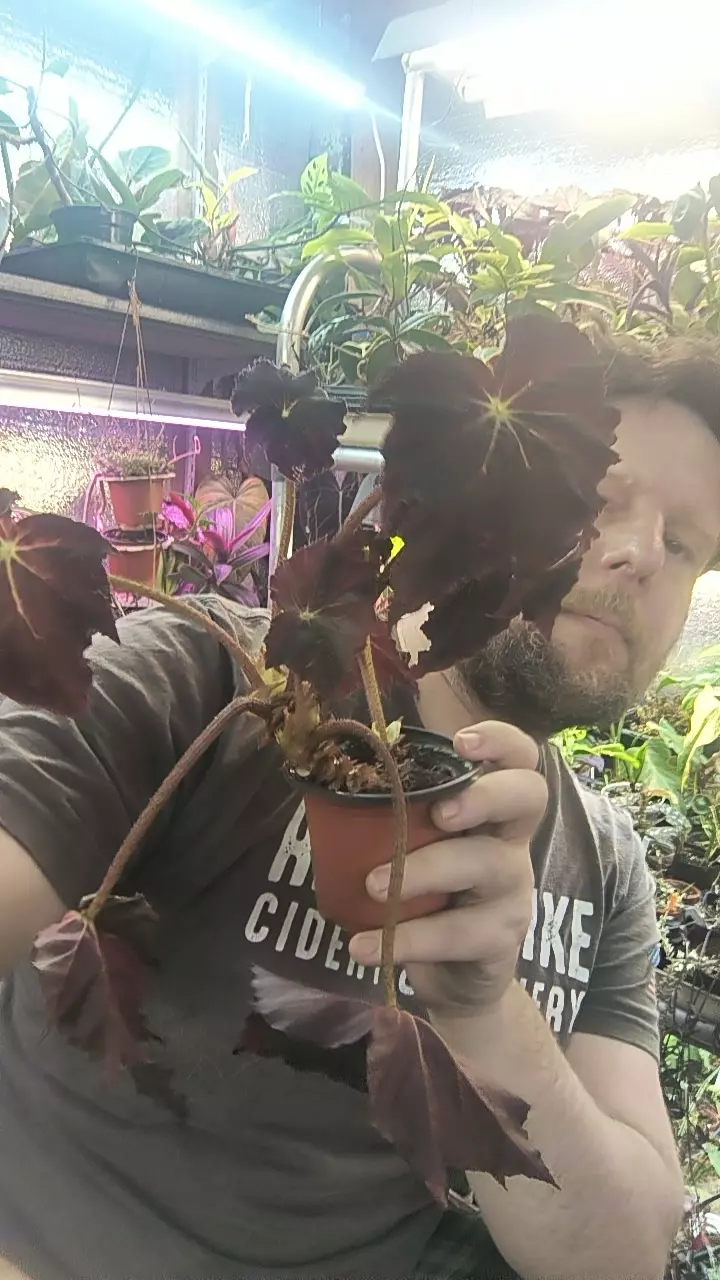 black begonia thumbnail