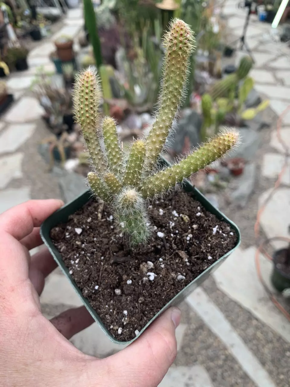 Aporophyllum Rat Tail 4” thumbnail