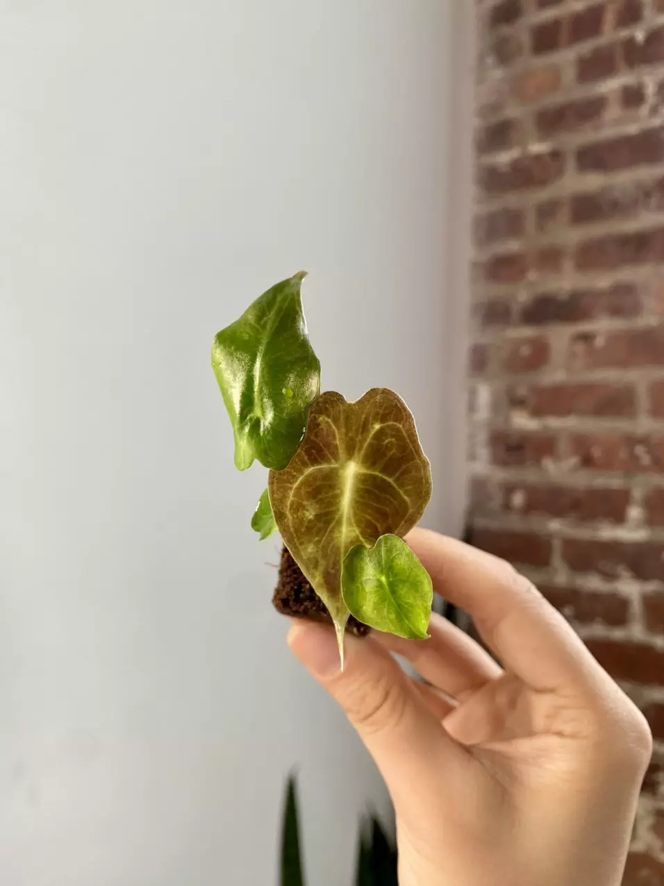 Alocasia Venom 8556 thumbnail