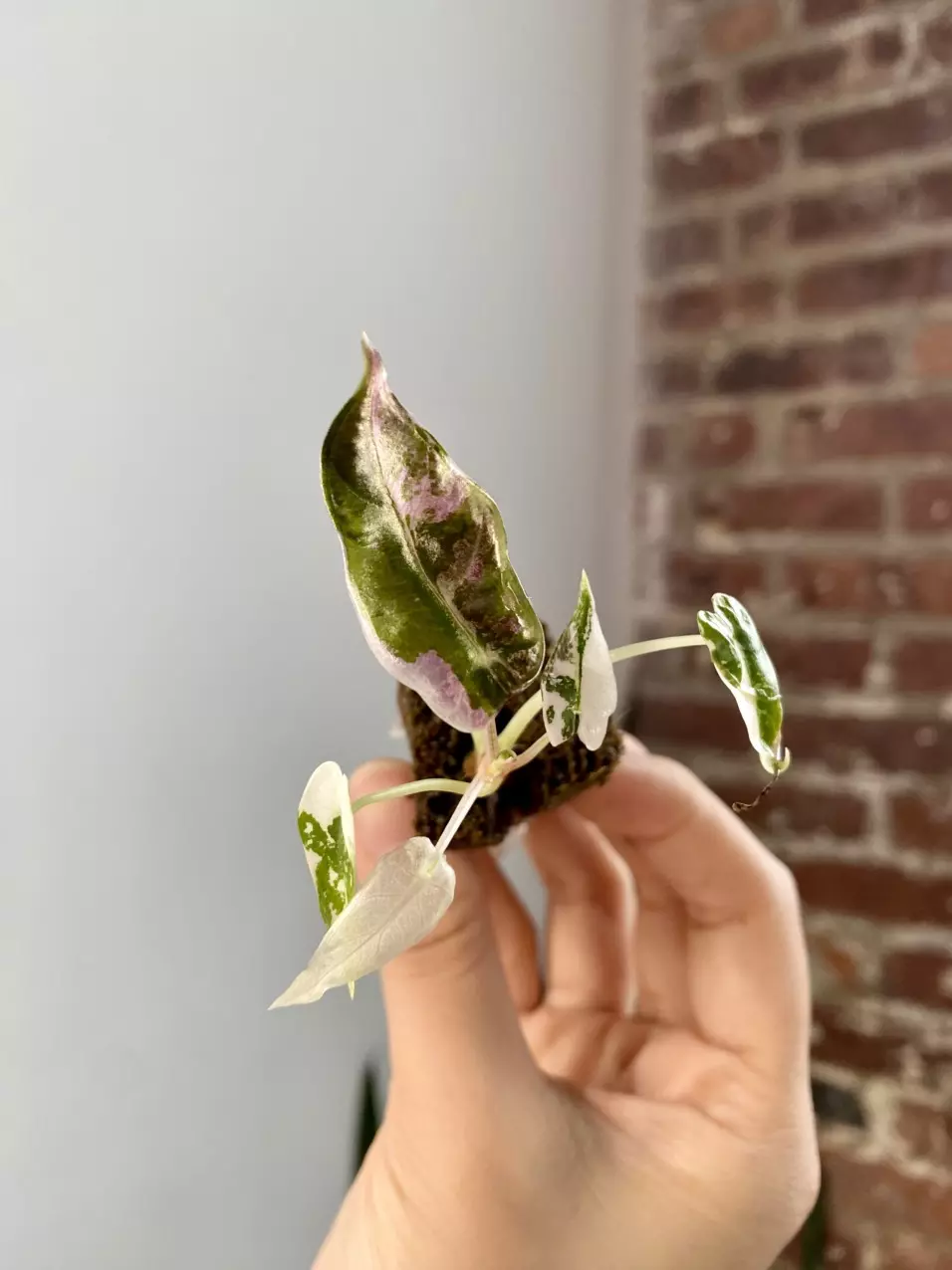 Alocasia Bambino Albo pink 8549 thumbnail