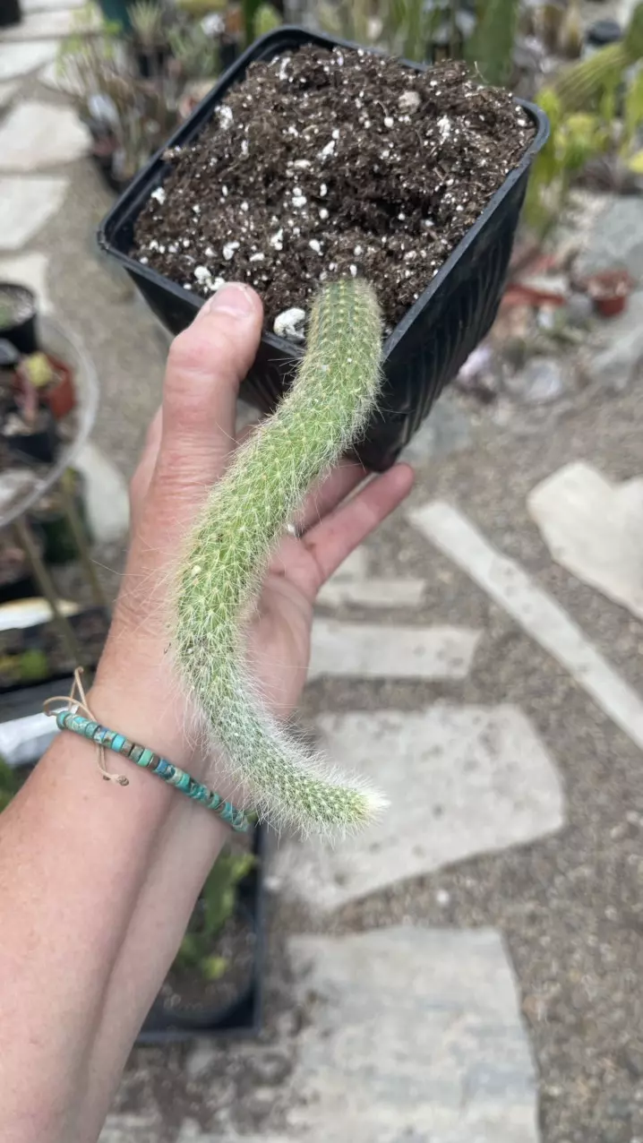 Monkey Tail 5” thumbnail