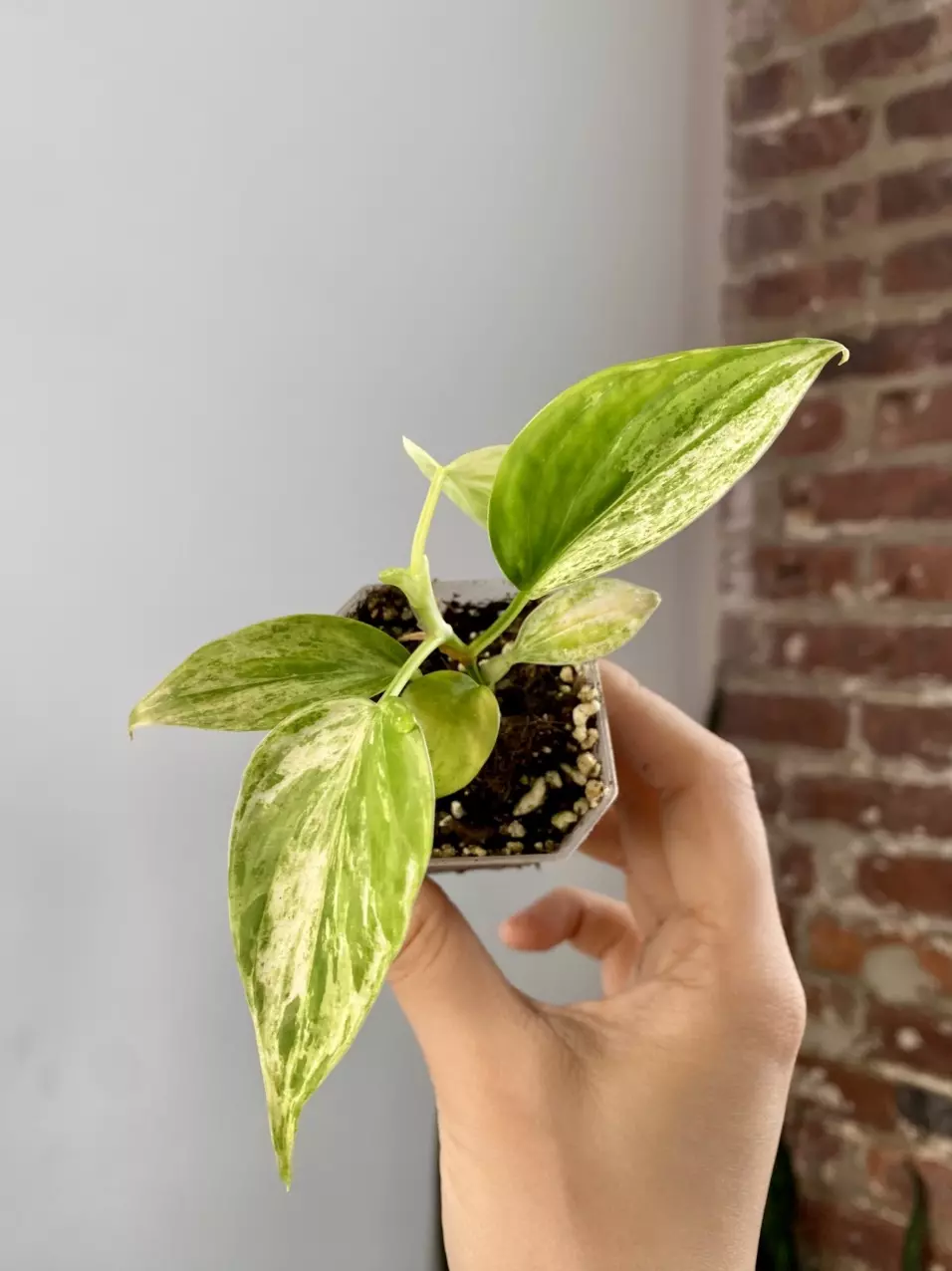 Philodendron Var Heartleaf Potted 8546 thumbnail