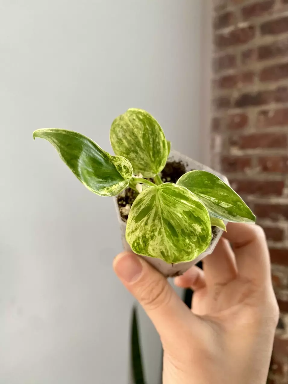 Philodendron Var Heartleaf Potted 8545 thumbnail