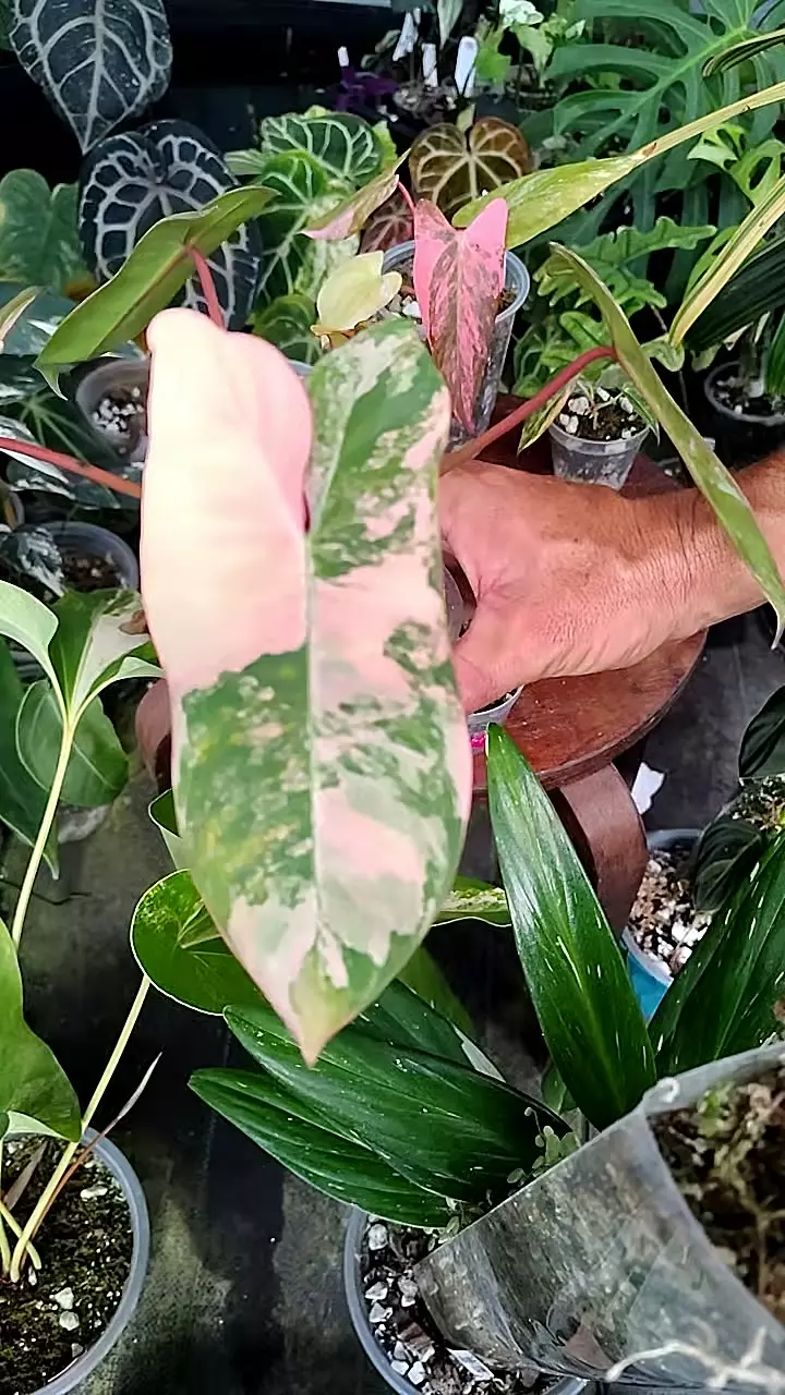 philodendron Jennifer thumbnail