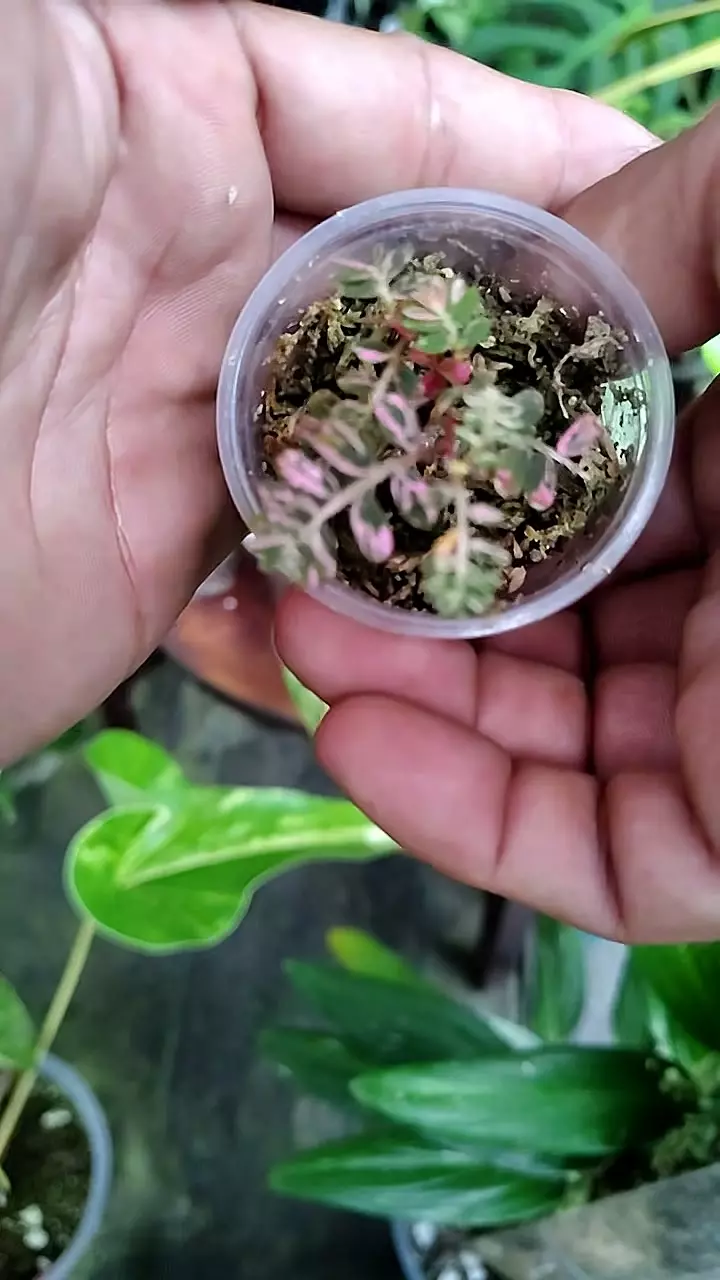 mimosa .. thumbnail