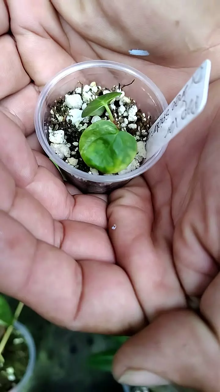 pap x orange spider clone thumbnail