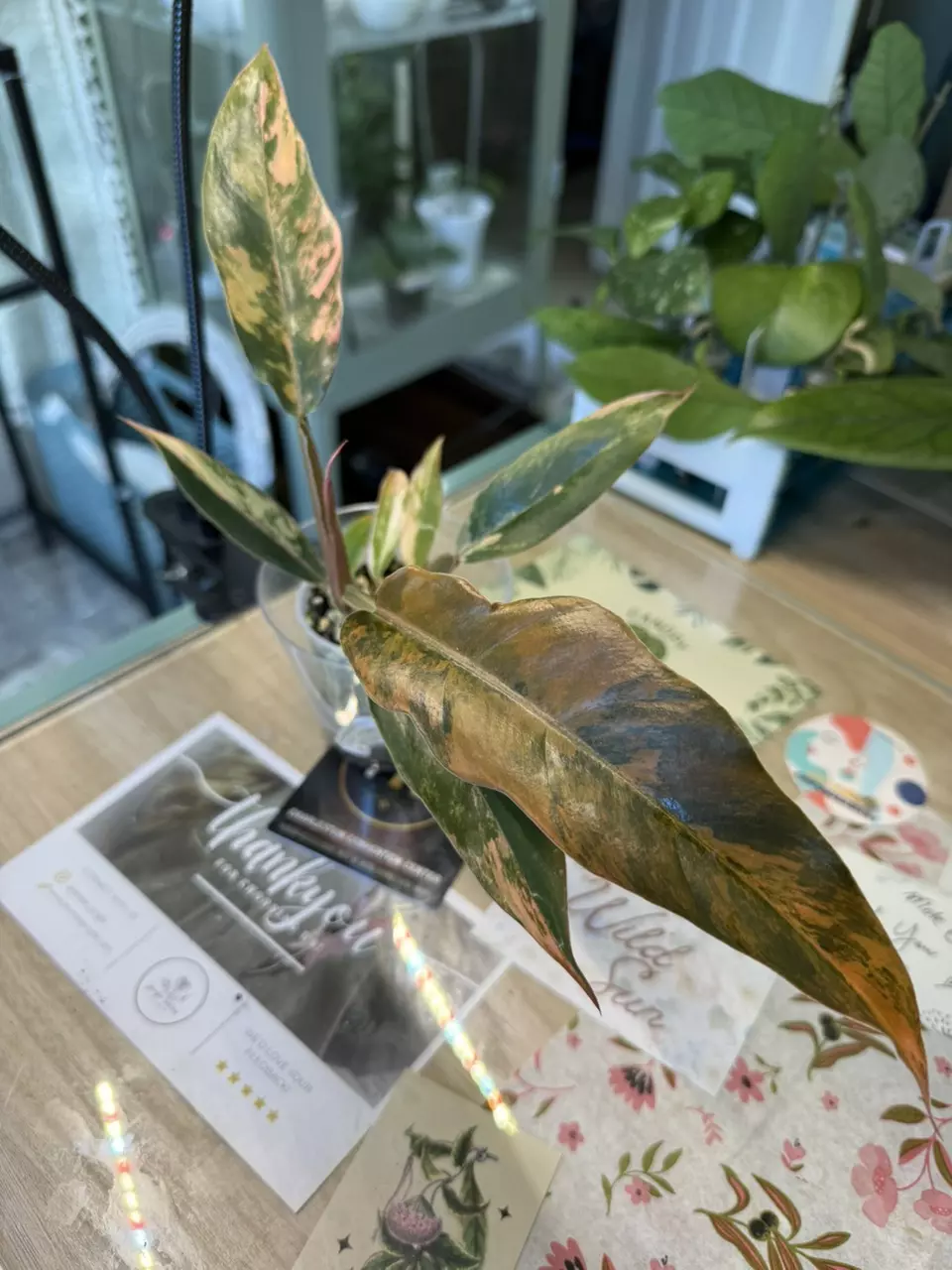 0195 philodendron Carmel marble thumbnail