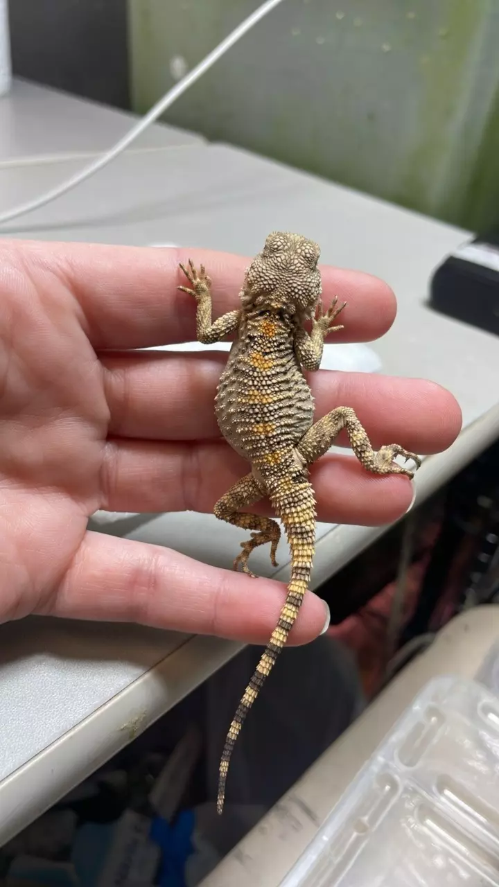 Painted/Clown Agama A3 thumbnail