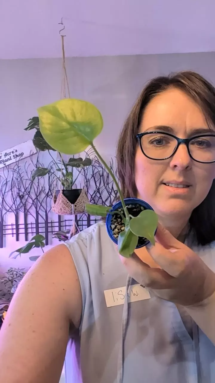 monstera lemon lime thumbnail