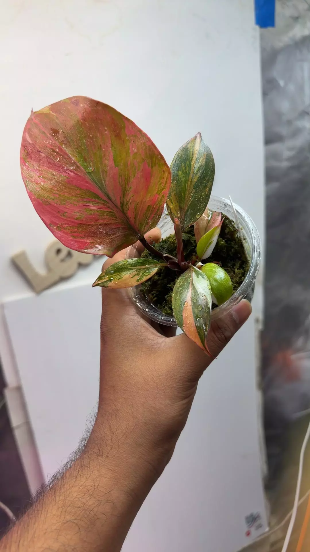 🦄unicorPhilodendron 'Skittles' ('White Knight Multicolor')2 thumbnail