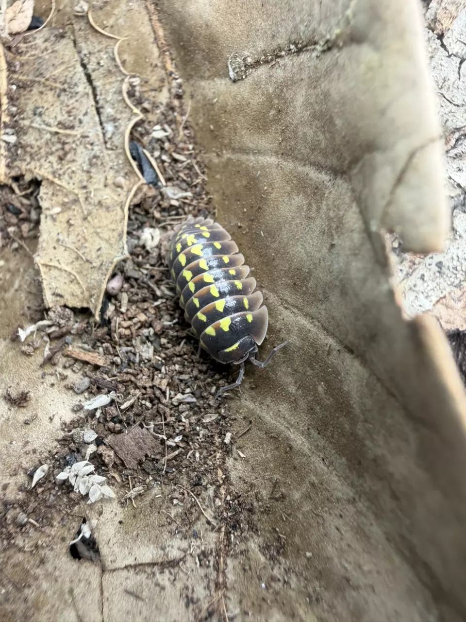 10 Gestroi Isopods thumbnail