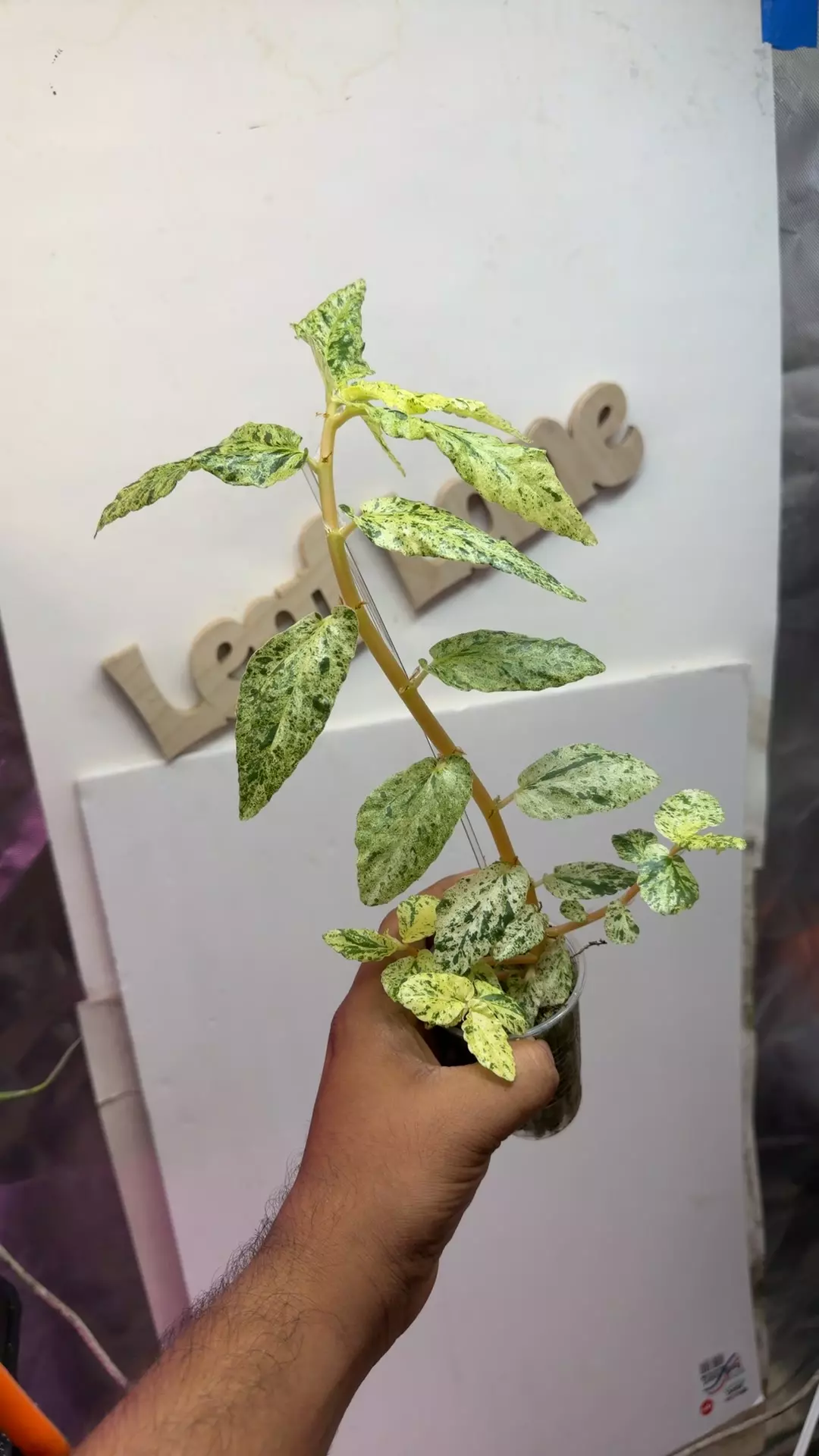 Pellonia peppermint begonia thumbnail
