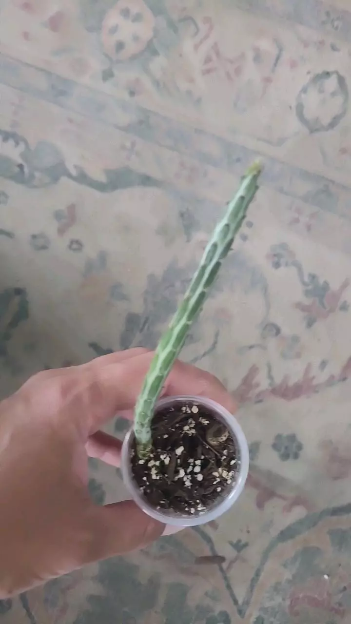 Pickle Plant 2" thumbnail