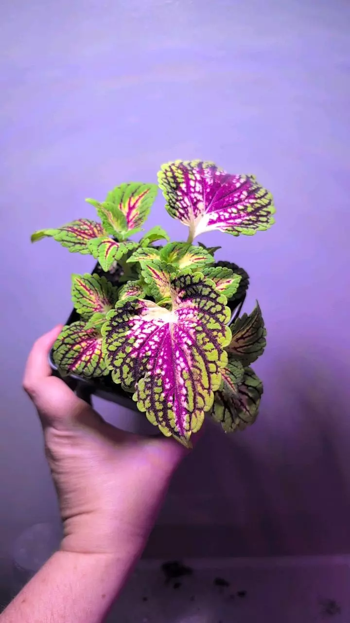 coleus LA Rambla thumbnail