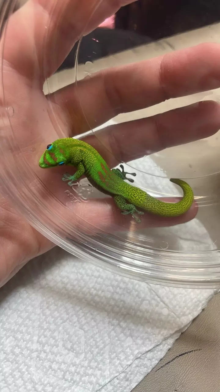 Gold Dust Female thumbnail