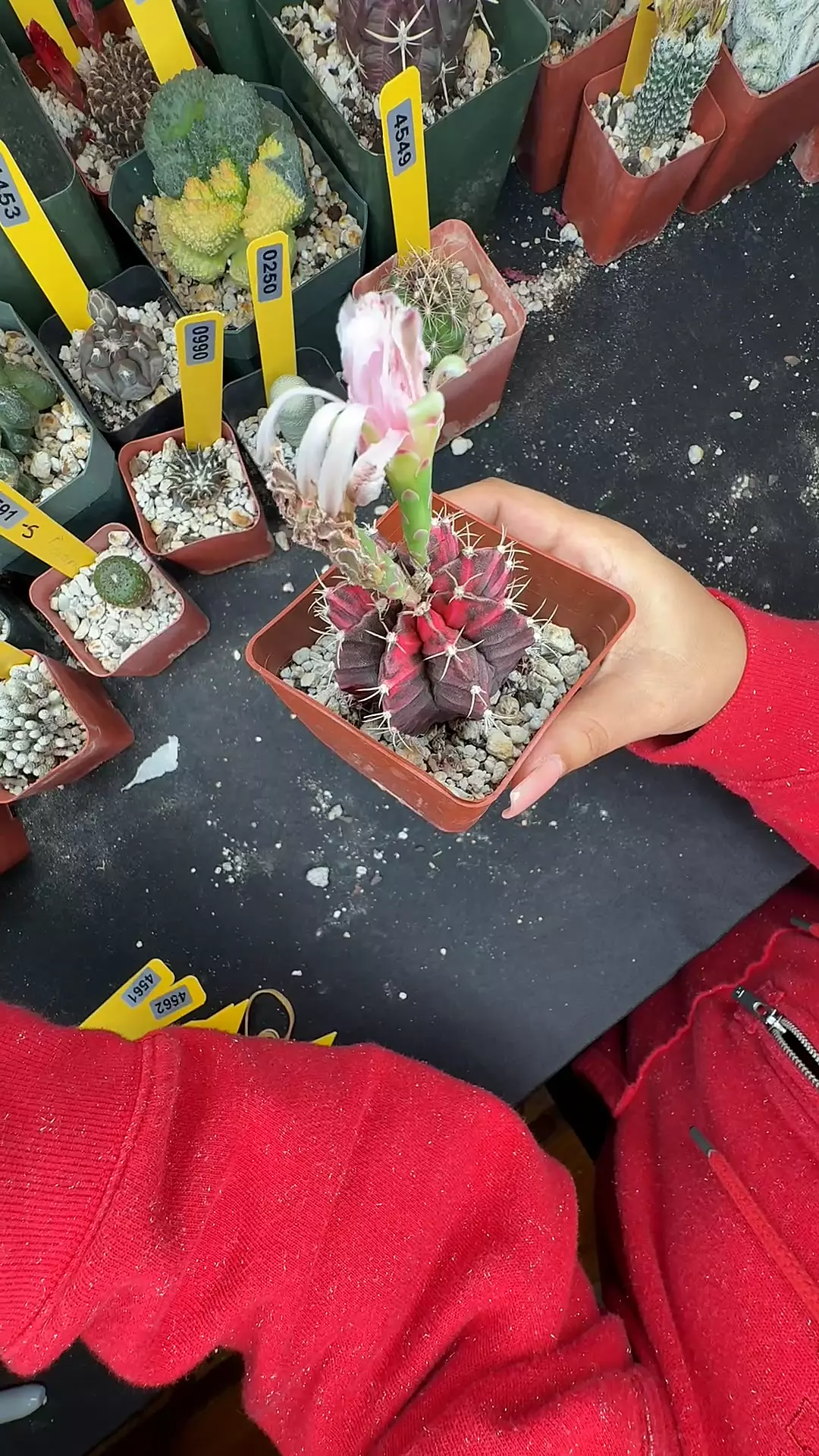 4563 gymno red dragon thumbnail