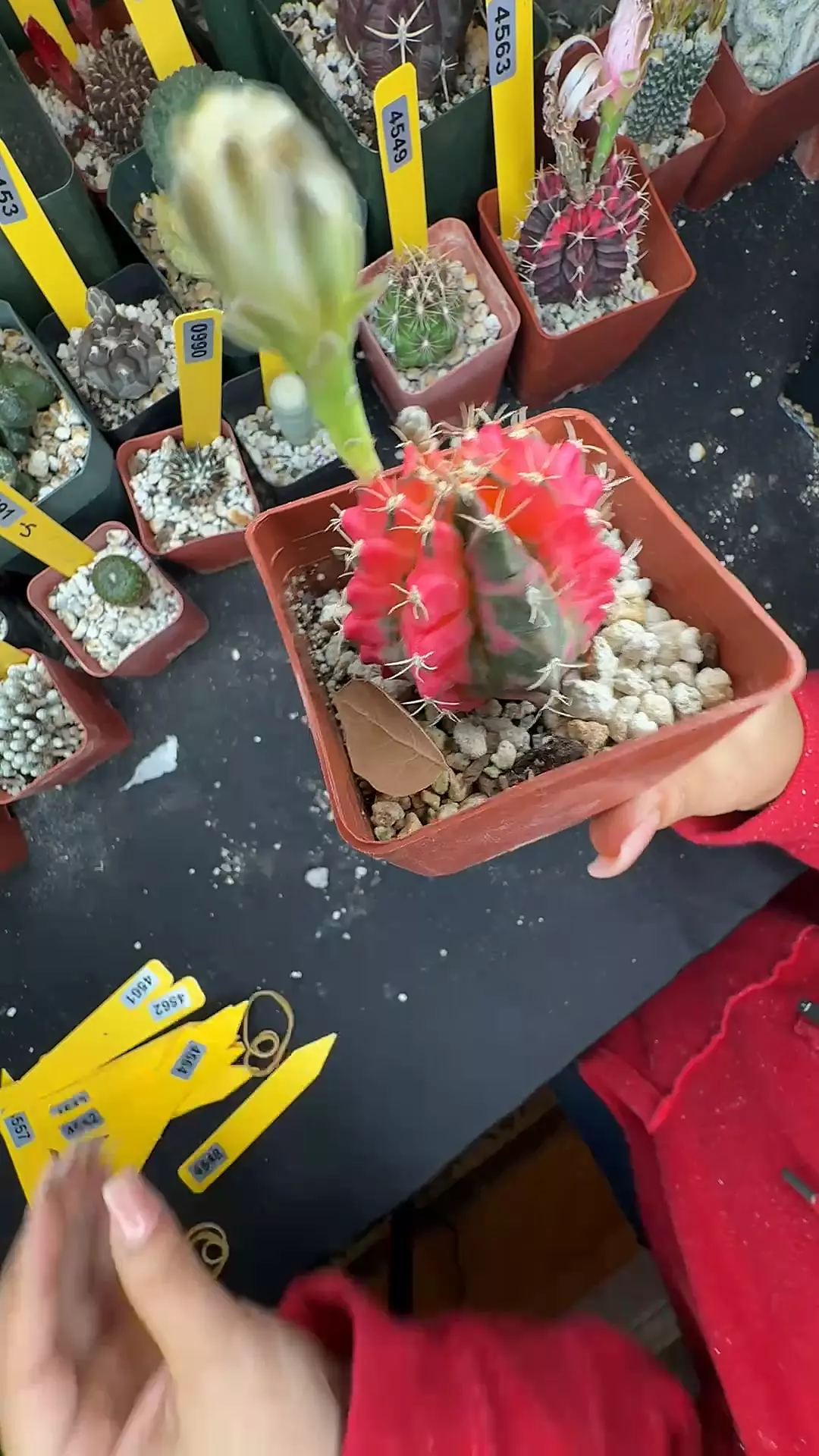 4564 gymno variegate thumbnail