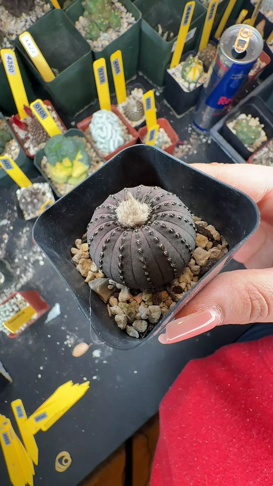 4561 frailea Castaneda thumbnail