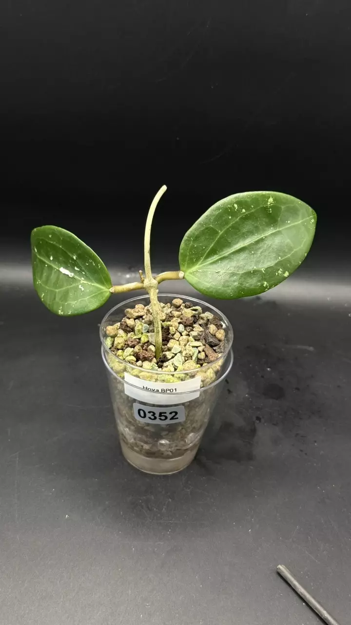 0352 - Hoya BP01 thumbnail