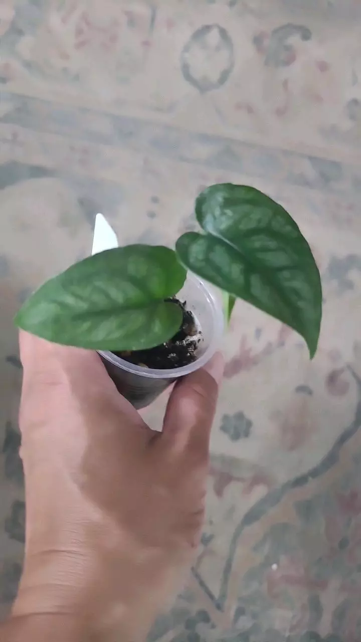 Monstera Siltepecana 2" thumbnail