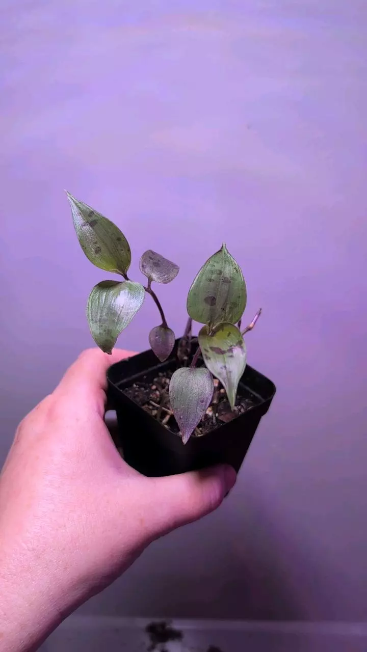 Tradescantia Pringleii starter thumbnail