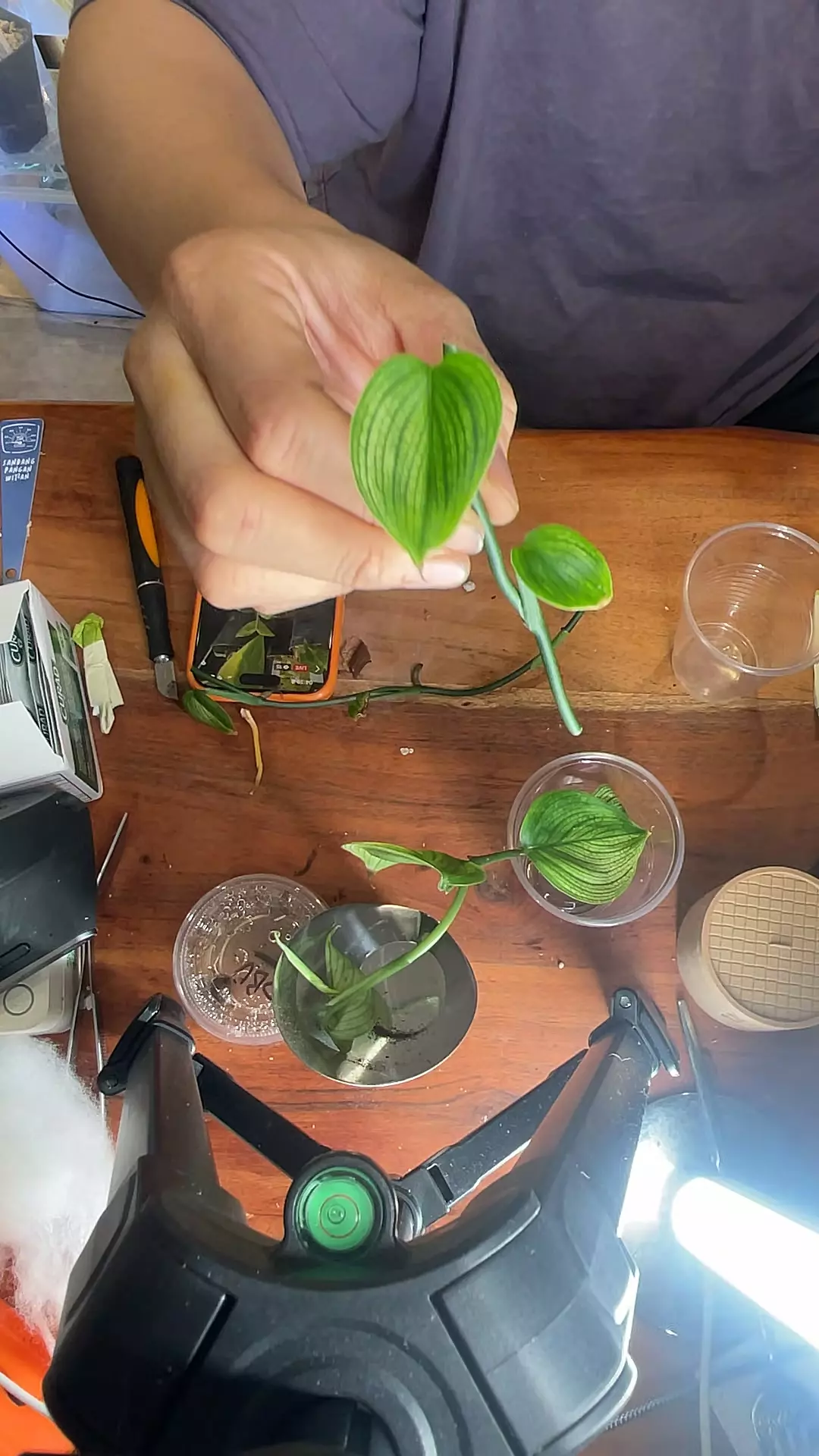 scind. white monsters cutting thumbnail