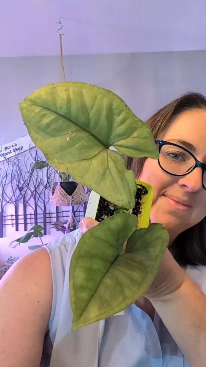 syngonium berry allusion thumbnail
