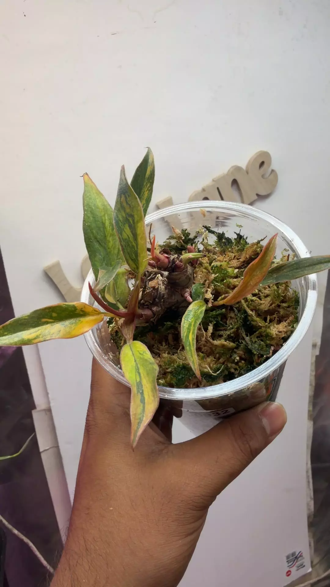 philodendron caramel fire tiger thumbnail