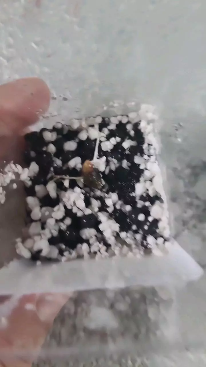 Alocasia Jacklyn Corm thumbnail