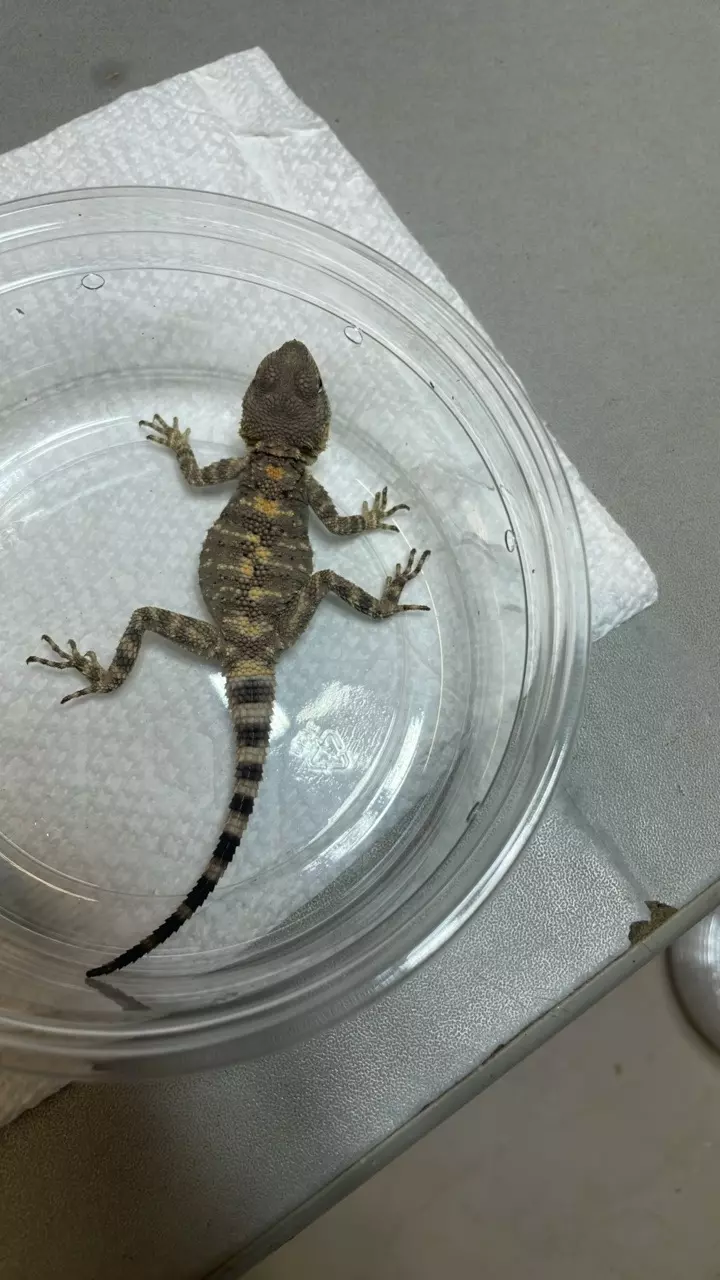 Painted/Clown Agama A2 thumbnail
