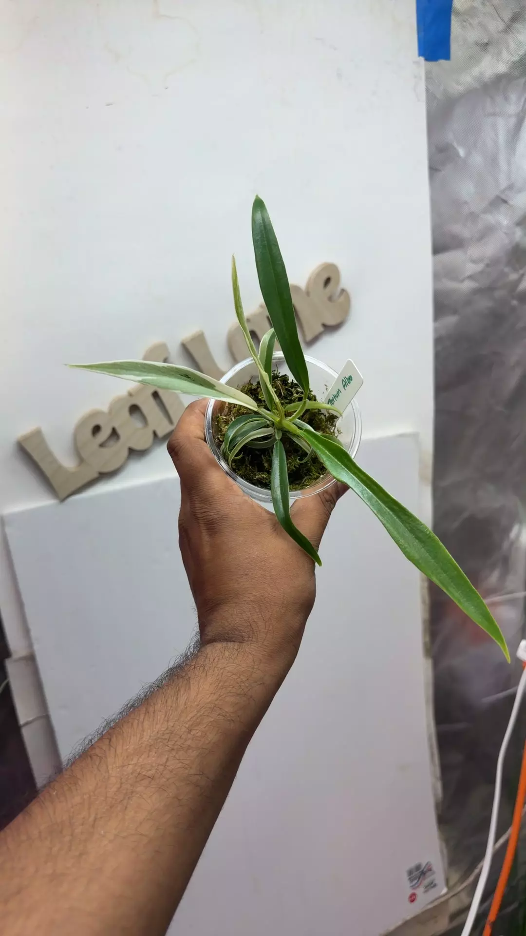 philodendron Tortum Albo thumbnail