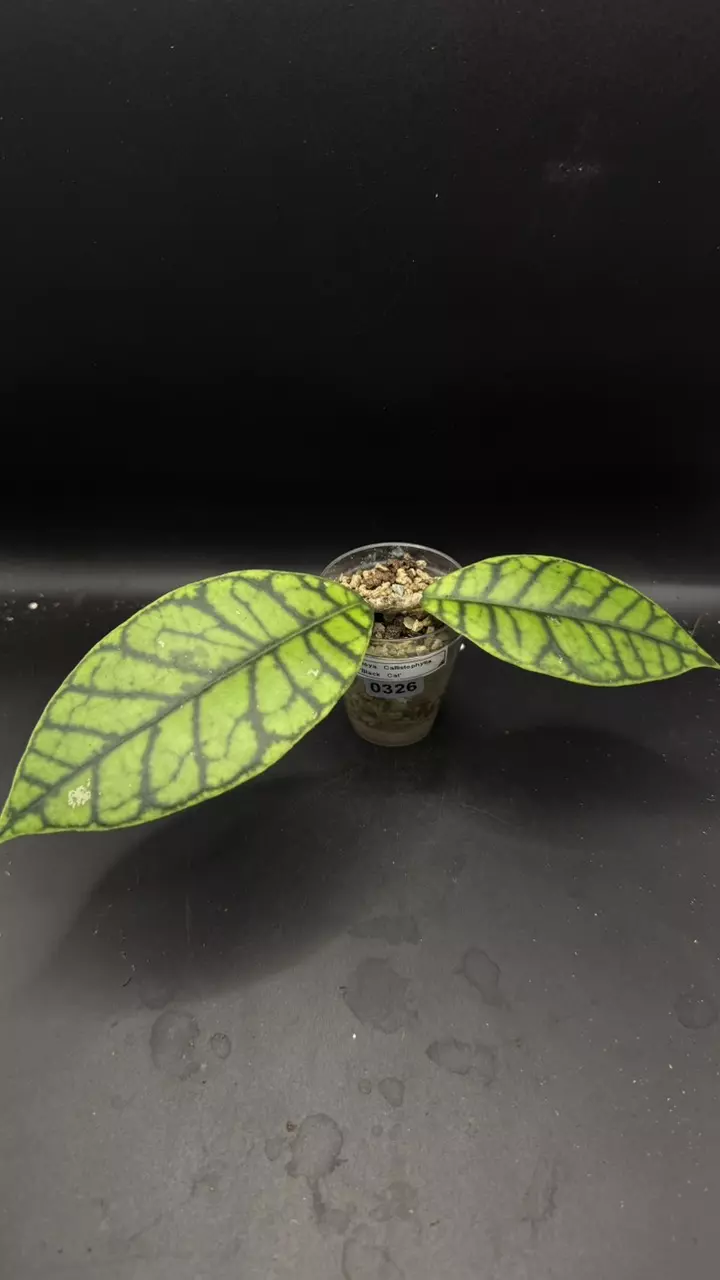 0326 - Hoya Callistophylla ‘Black Cat’ thumbnail