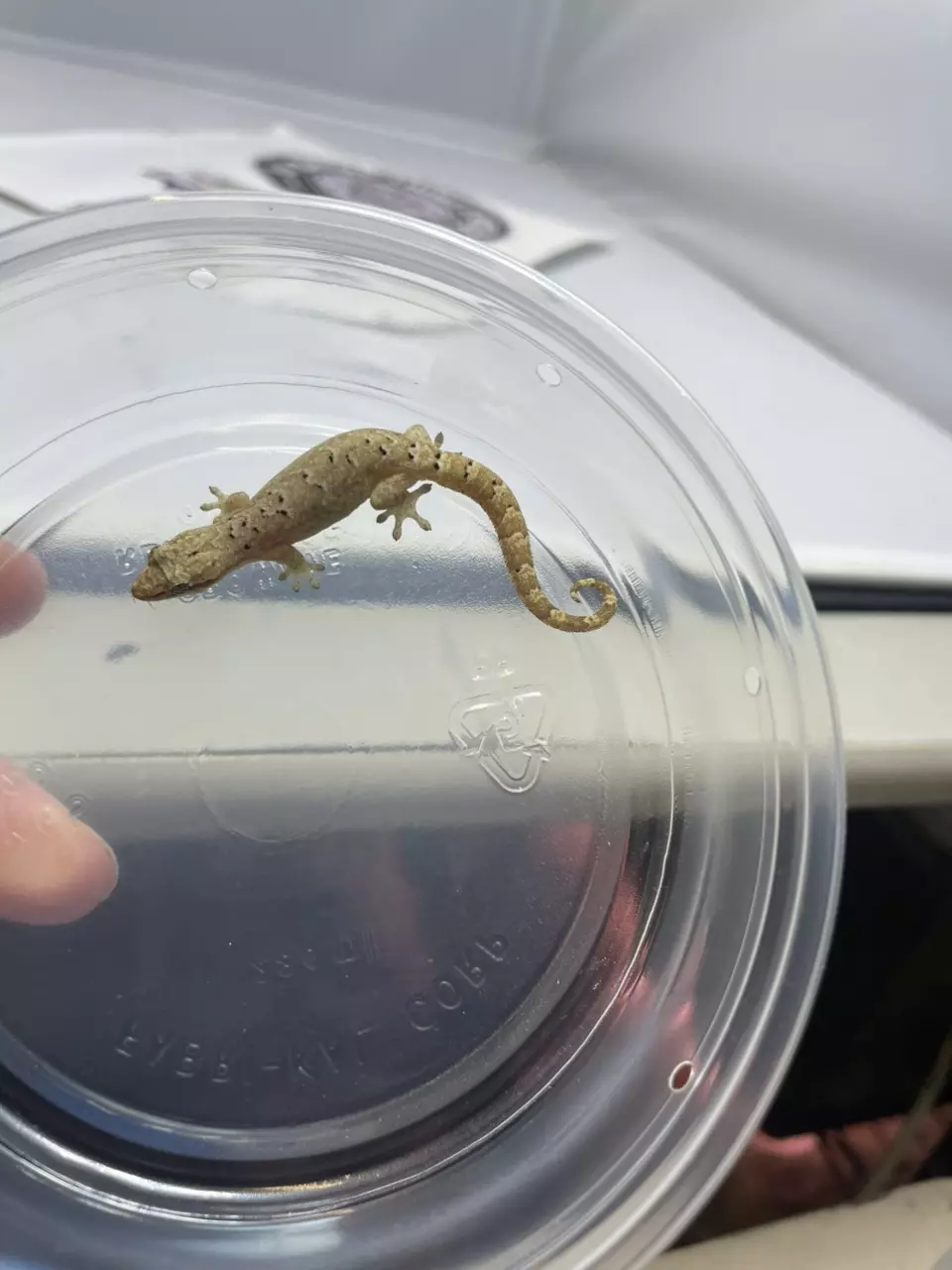 Mourning Subadult thumbnail