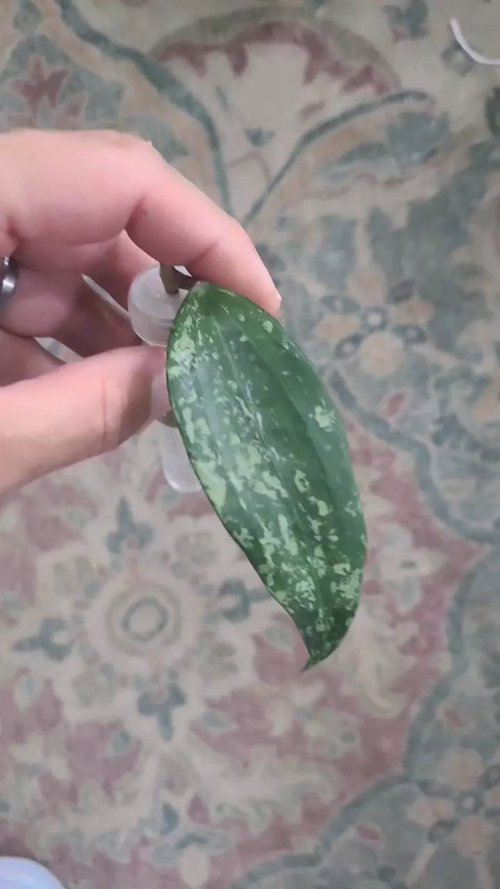 Hoya Rangsan Silver FRESH CUT thumbnail