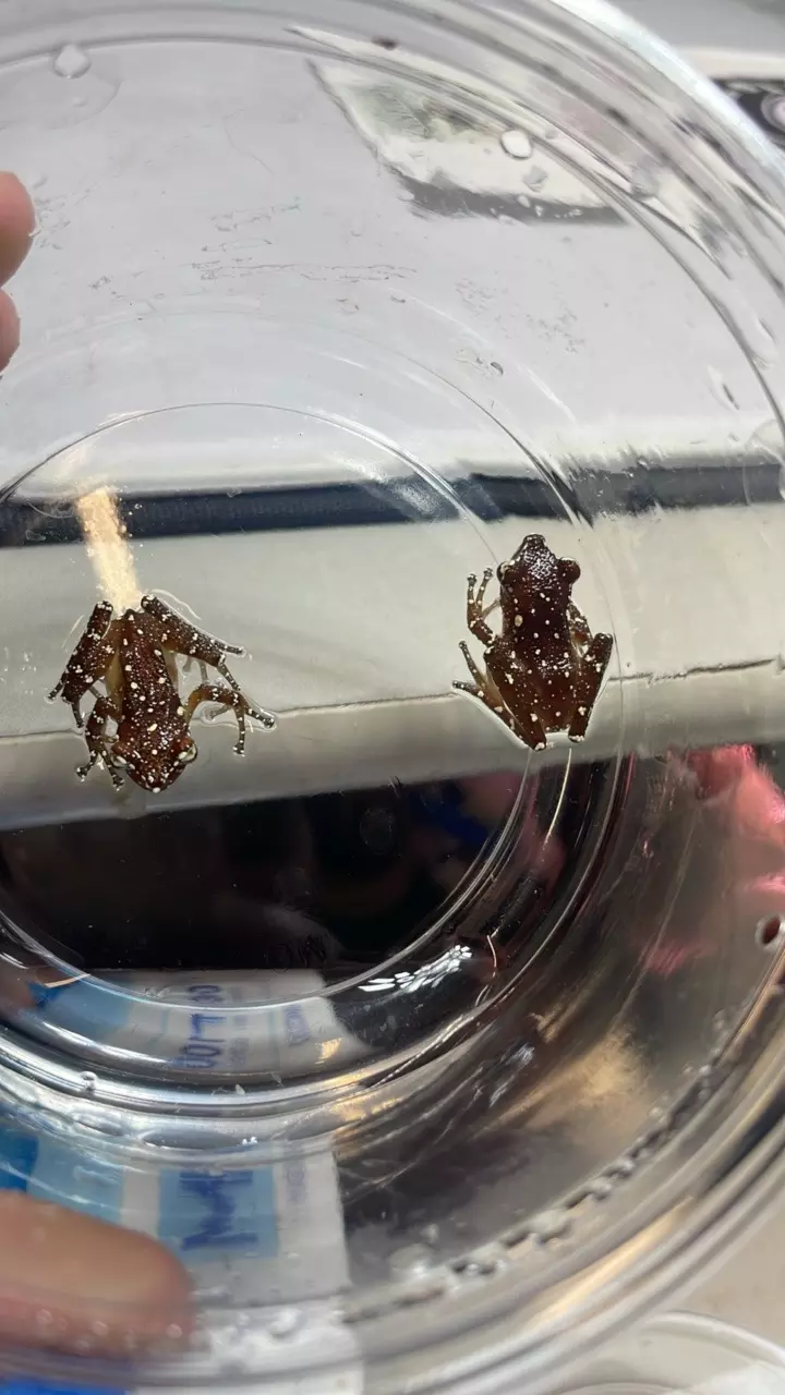 Cinnamon Tree Frogs 2 lot thumbnail