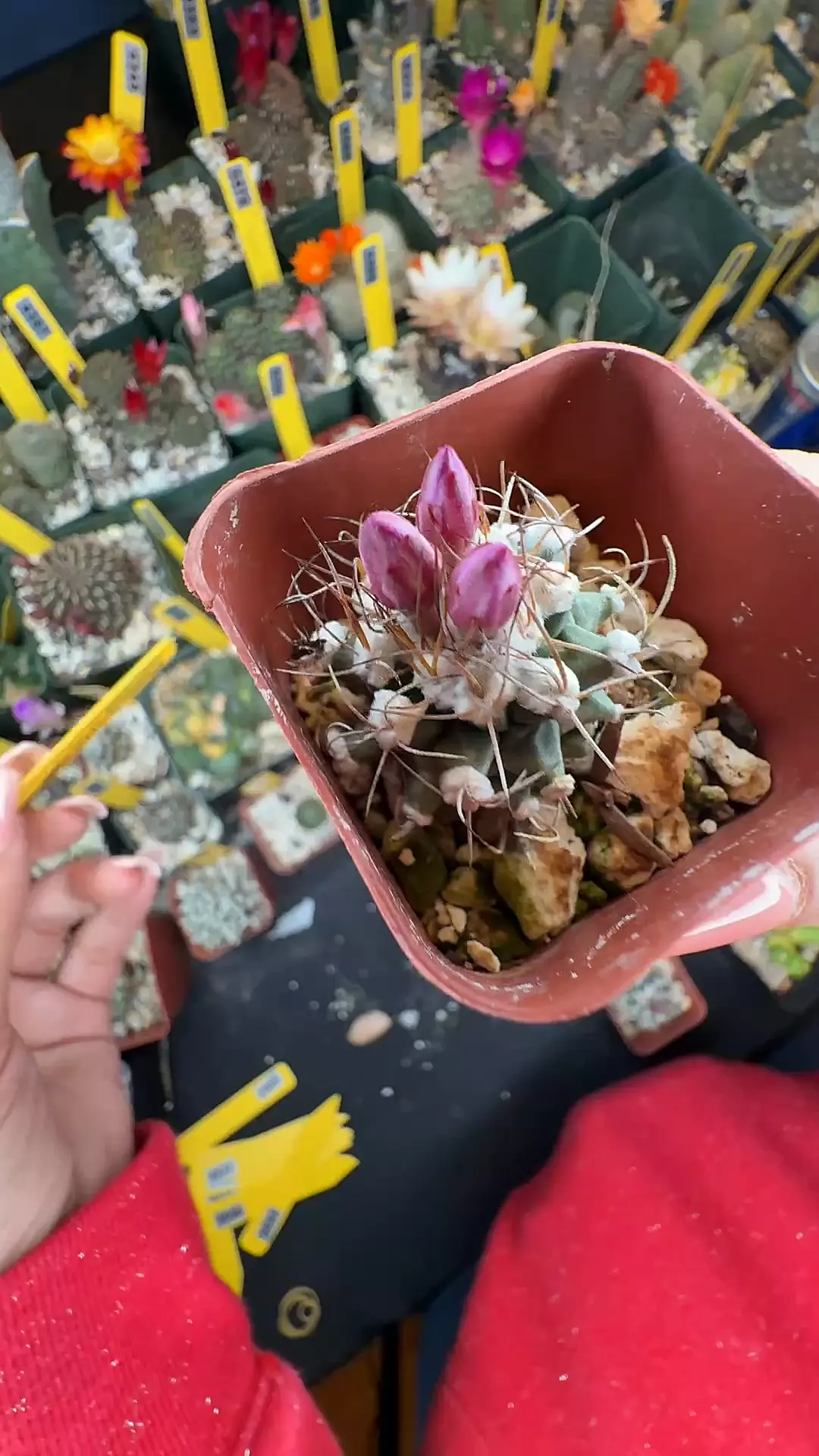 4562 Turbinicarpus nikolae thumbnail