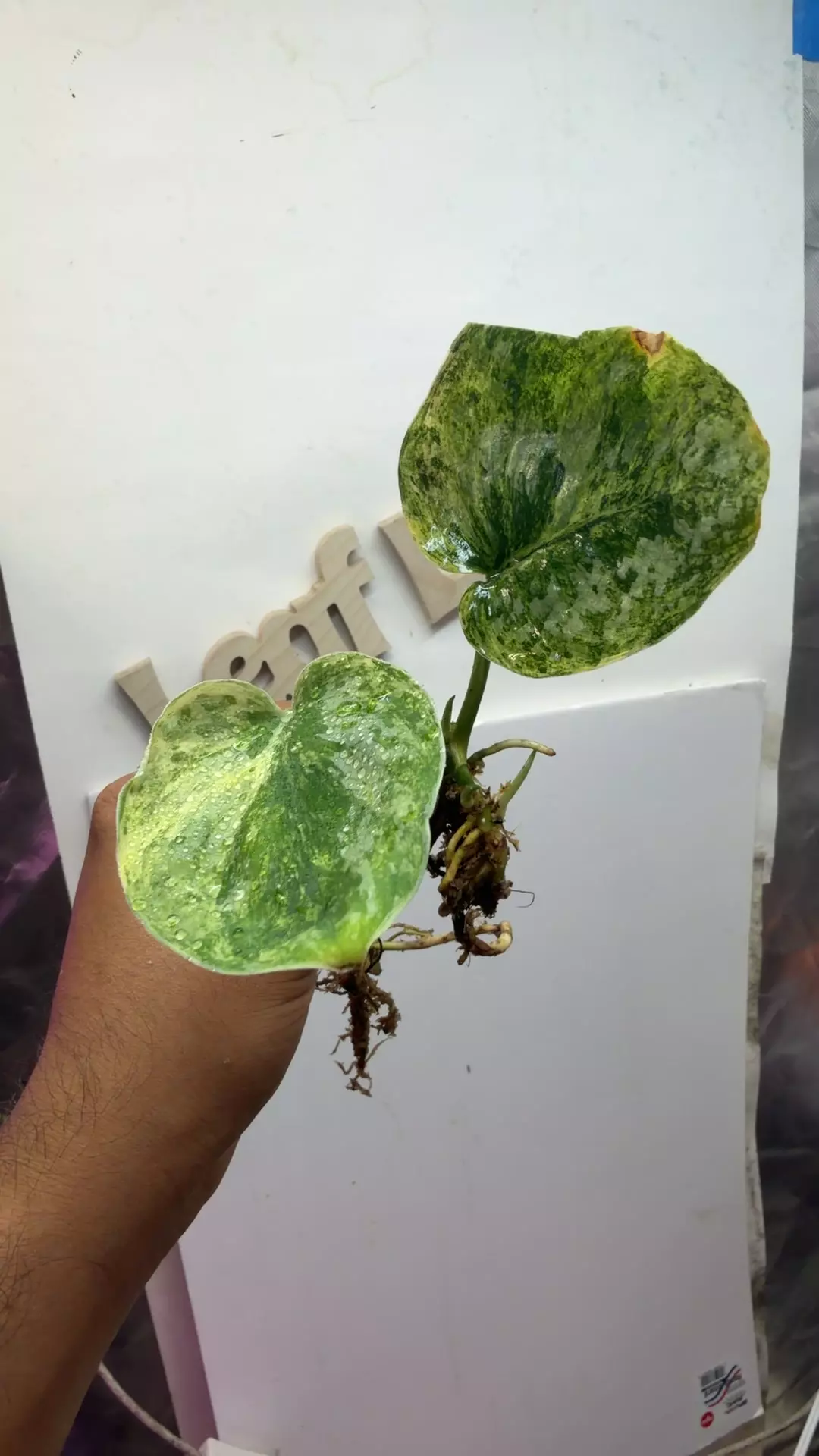 scindapsus Tembaga multi heads thumbnail