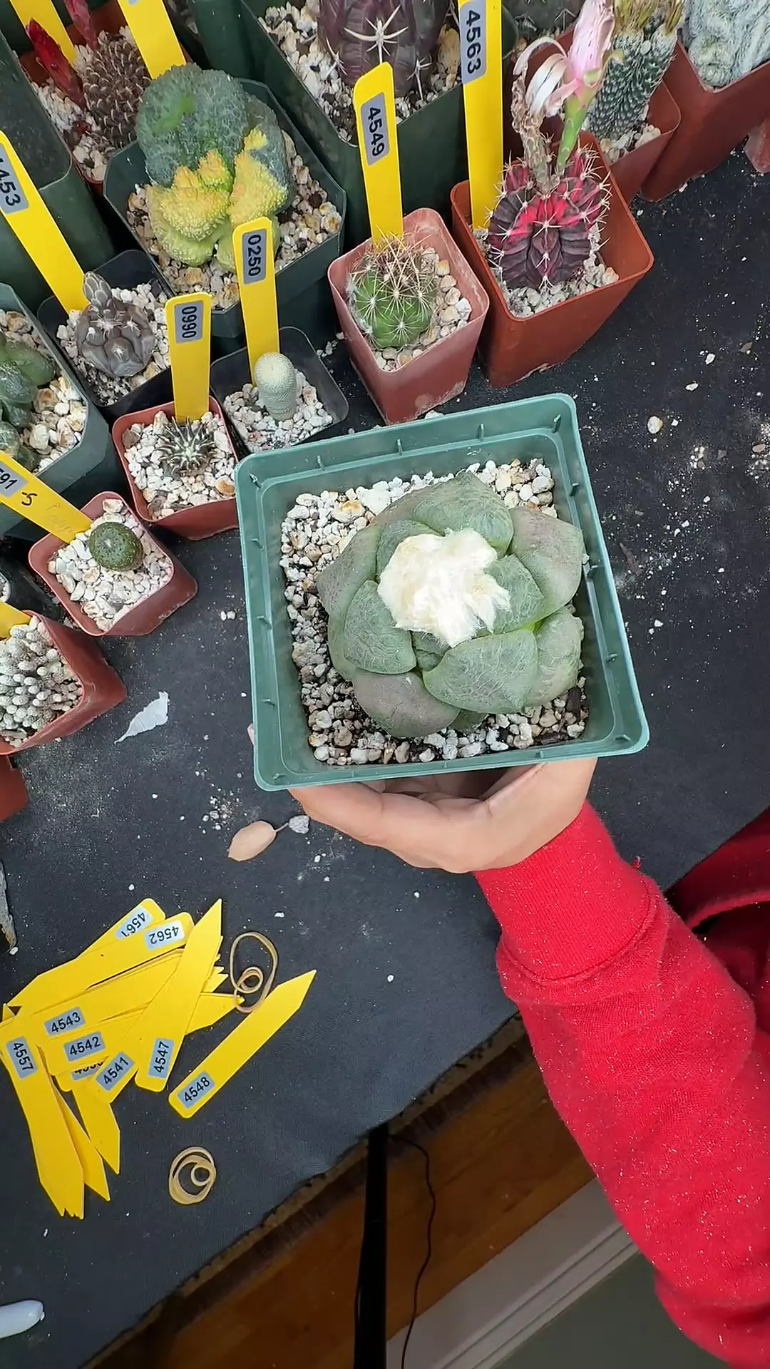 4548 ariocarpus lloydii thumbnail