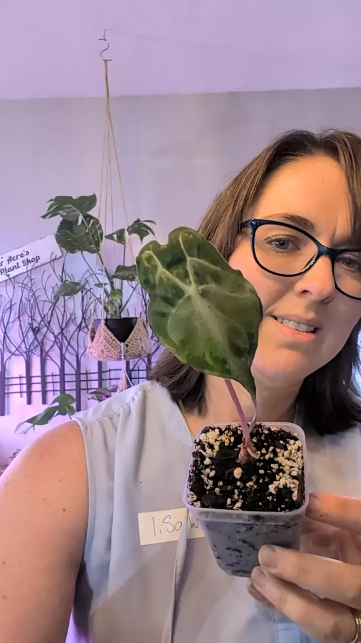alocasia Venom thumbnail