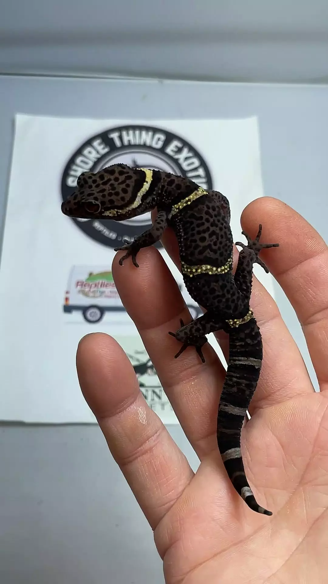Chinese Cave Gecko Male thumbnail