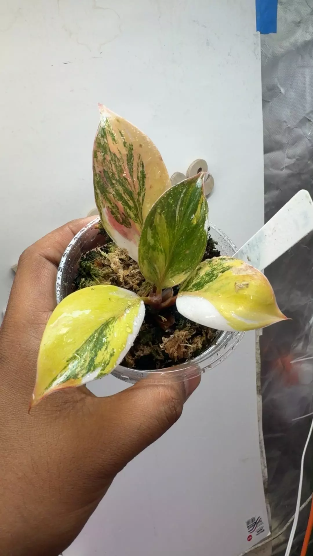 🦄unicorPhilodendron 'Skittles' ('White Knight Multicolor') | thumbnail