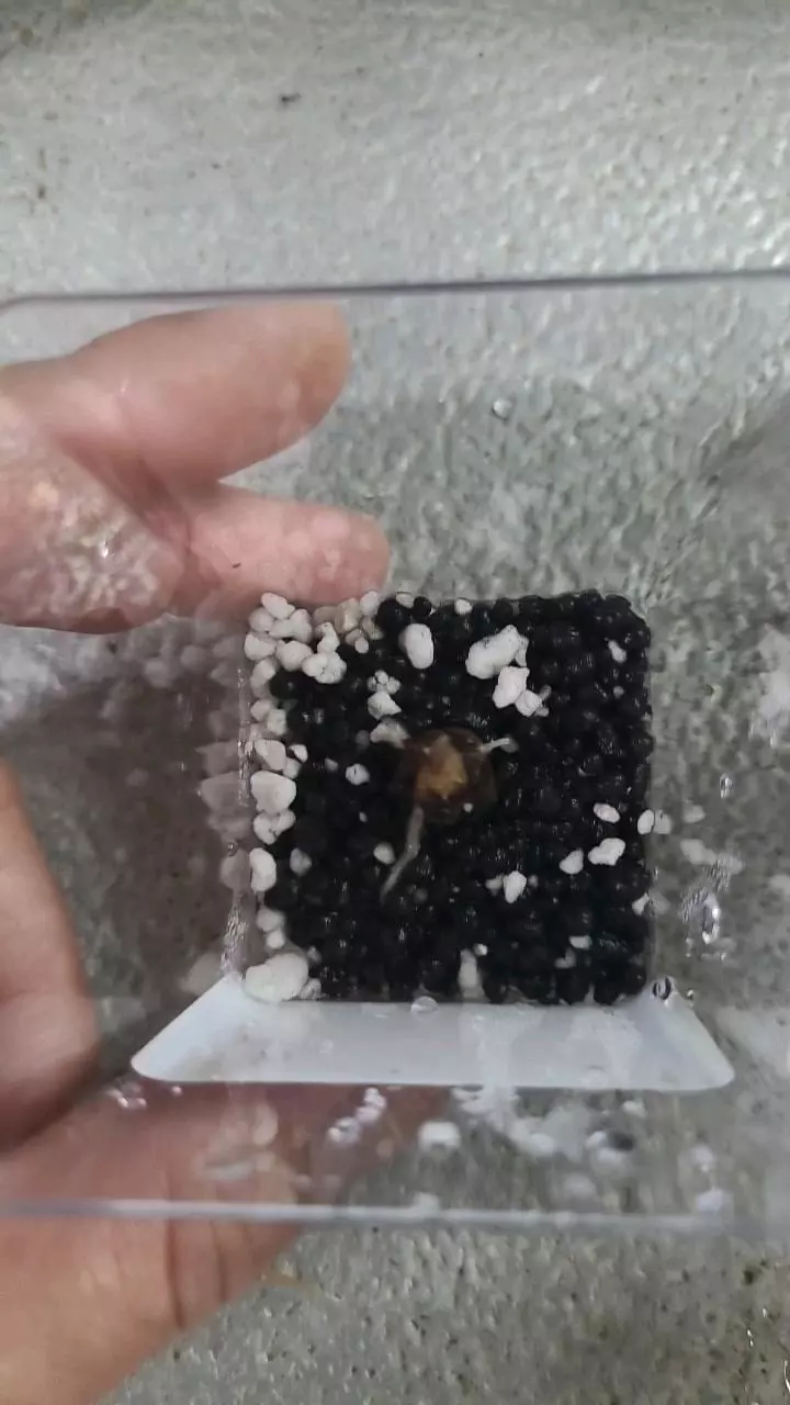 Alocasia Polly Corm thumbnail