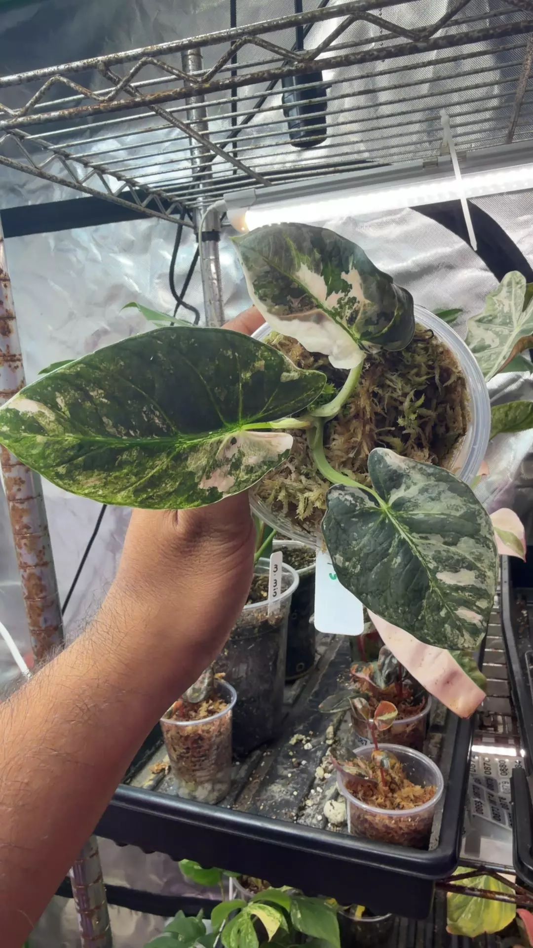alocasia Reginae Albo or pink var mama size thumbnail