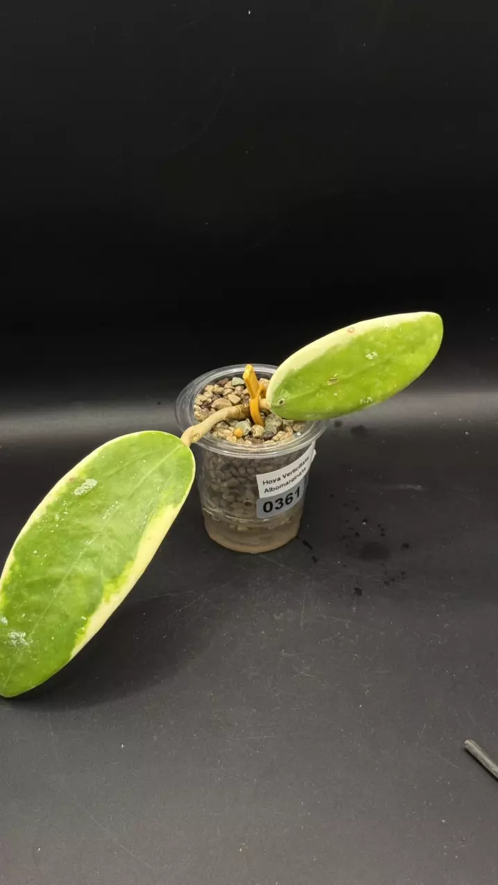 0361 - Verticillata Albo thumbnail