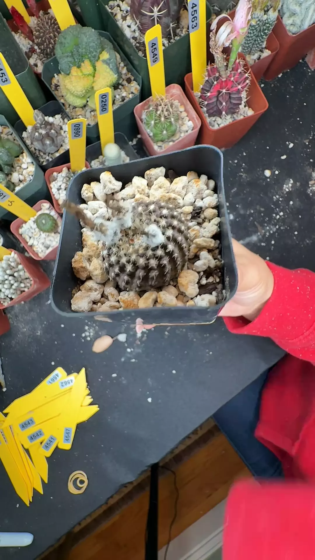 4559 eryosice odierii thumbnail