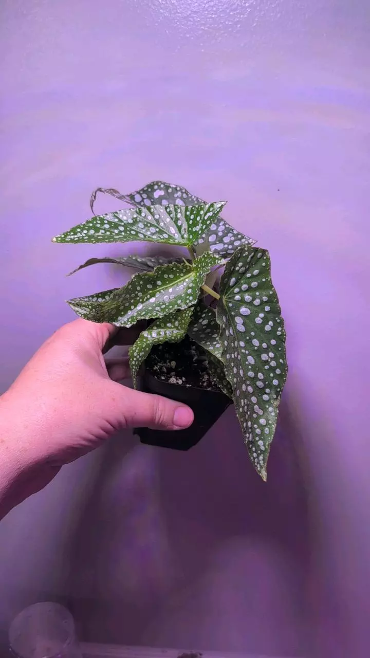 double dot begonia thumbnail