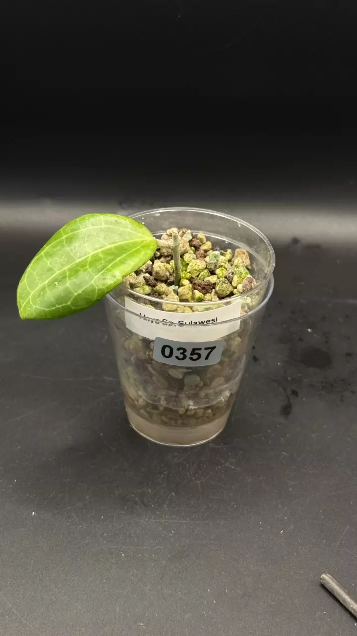 0357 - Sp. Sulawesi thumbnail
