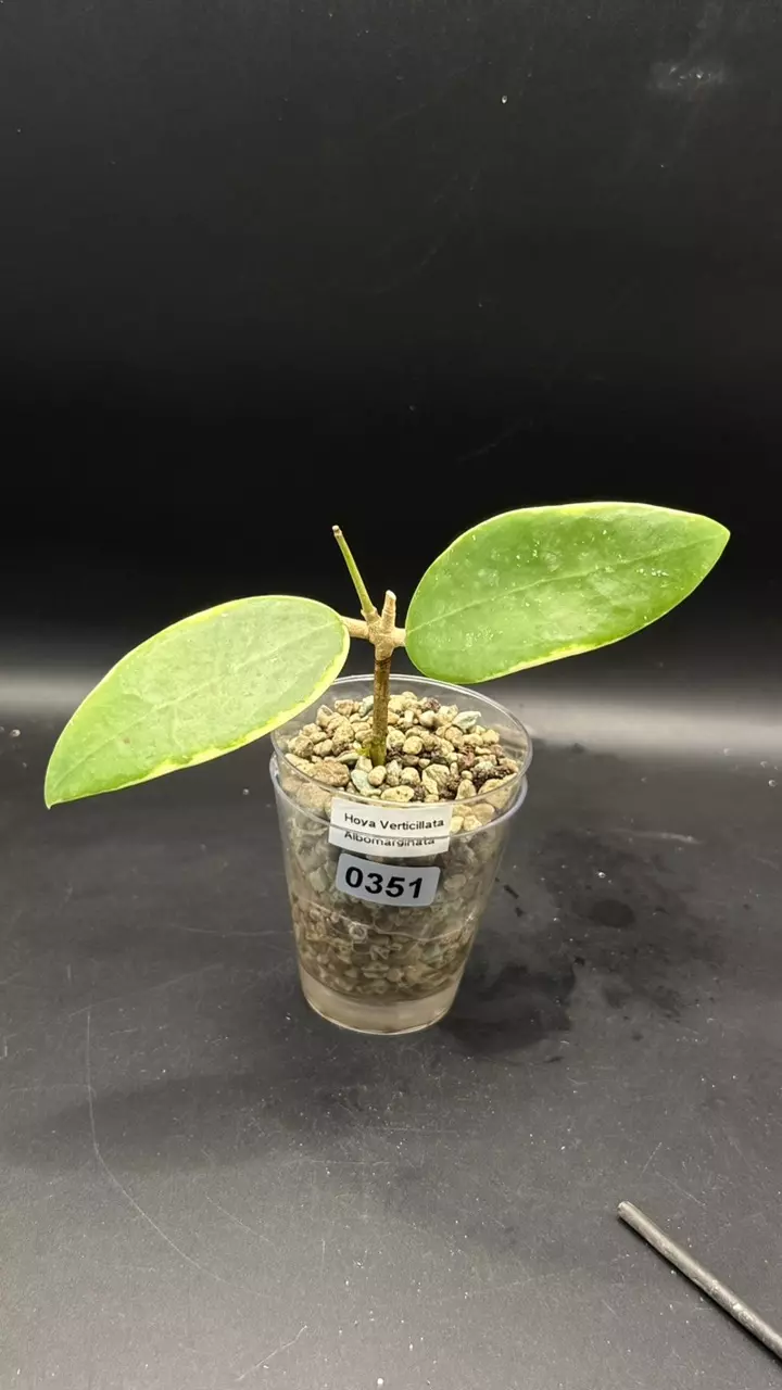 0351 - Verticillata Albo thumbnail